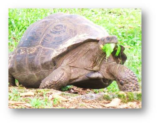 natural laxative for tortoise